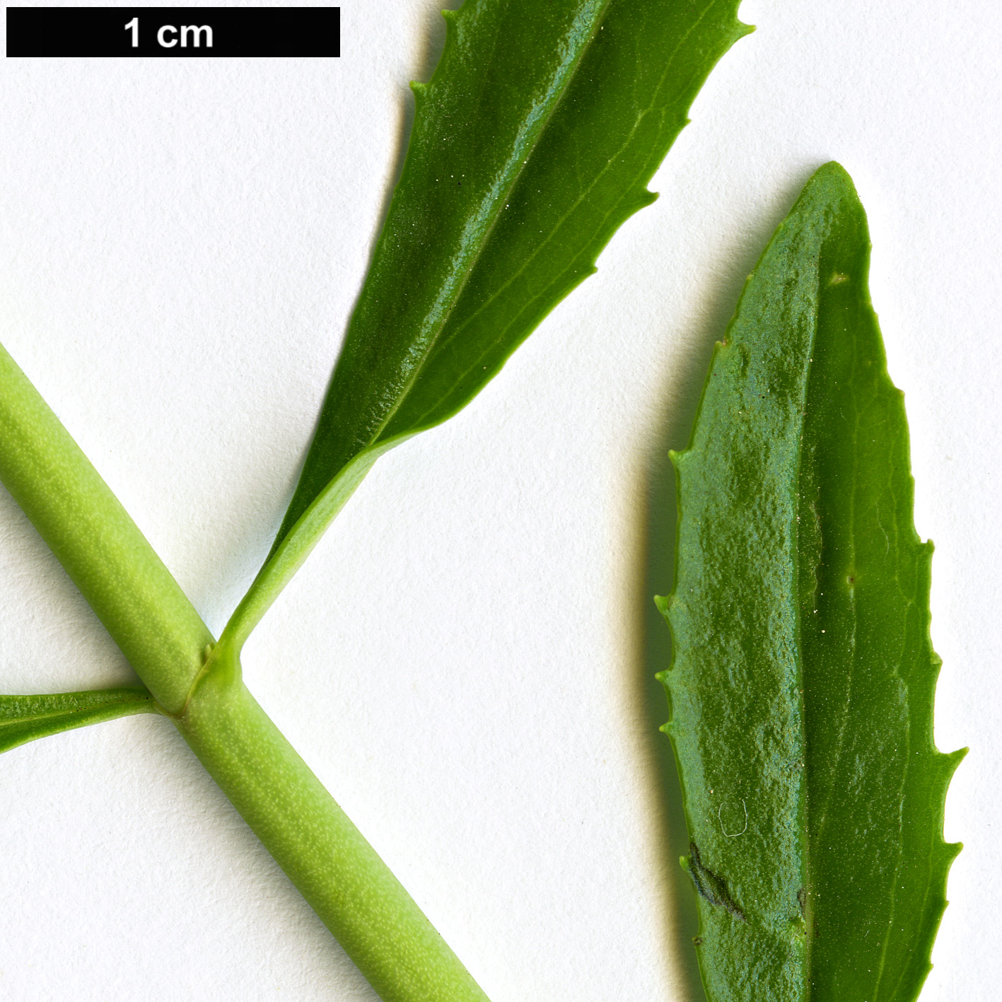 High resolution image: Family: Plantaginaceae - Genus: Keckiella - Taxon: breviflora - SpeciesSub: var. glabrisepala